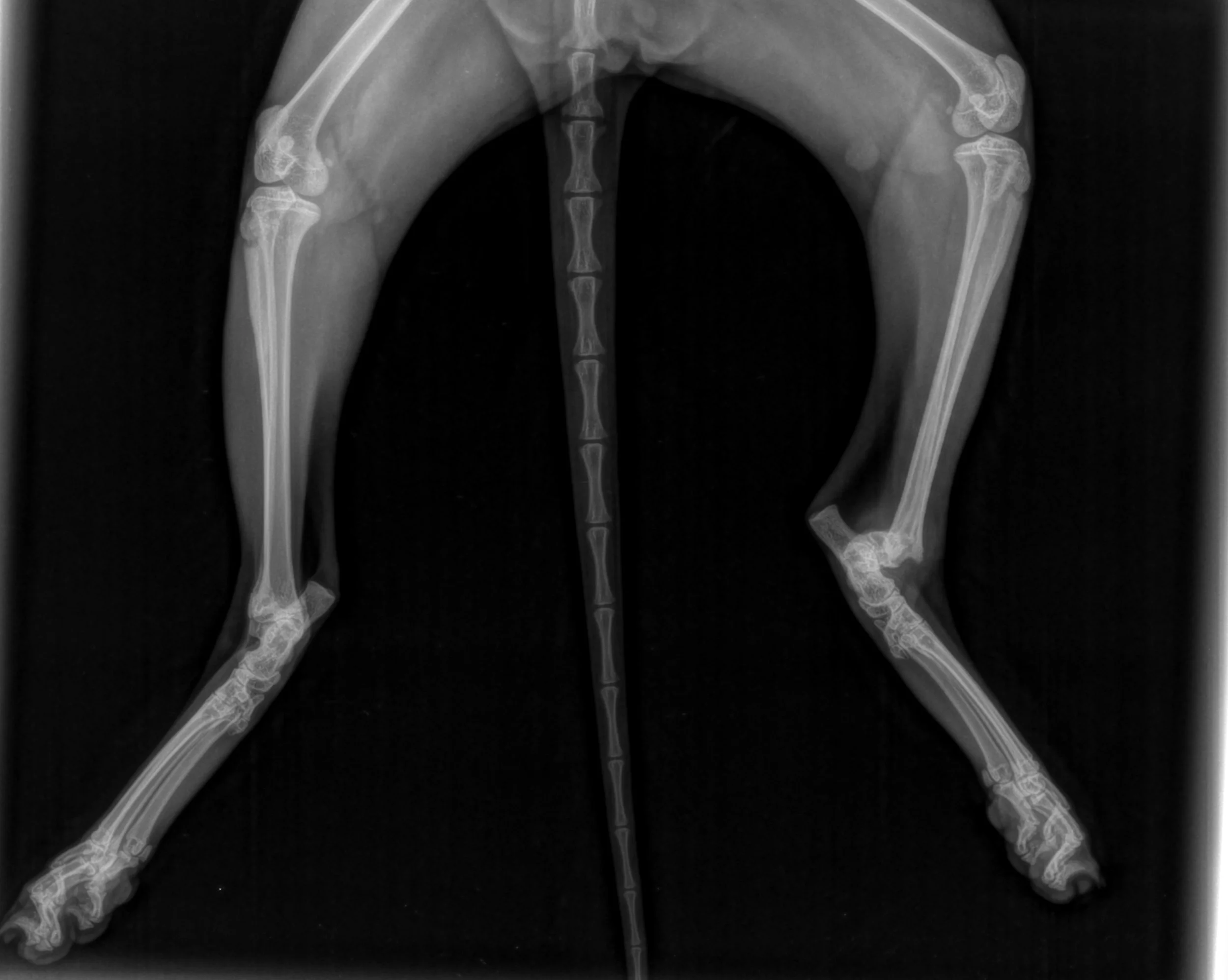 cat fracture hurt accident