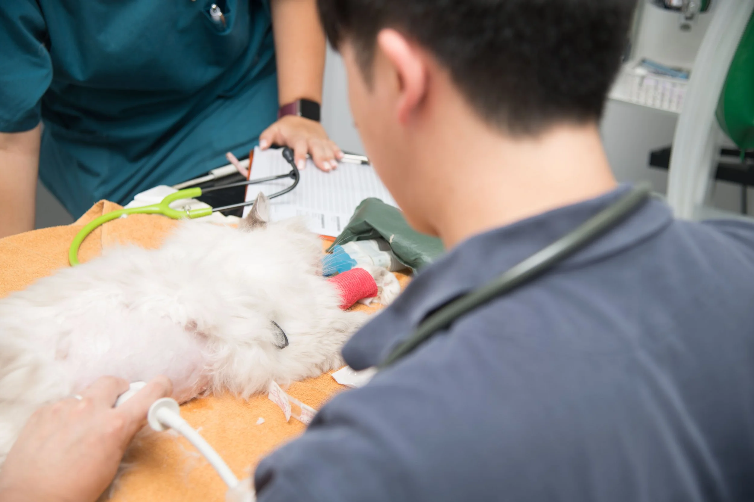 In-House Ultrasound Services
