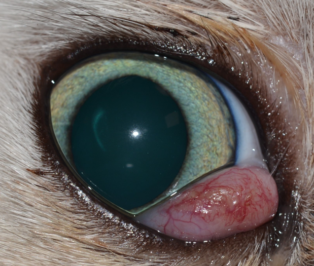 Cherry Eye