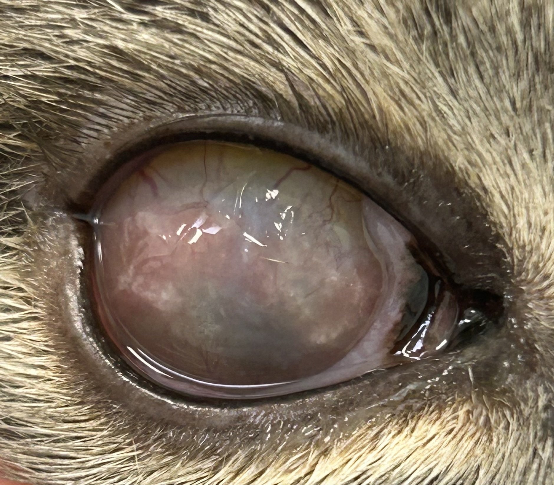 Eosinophilic Keratitis