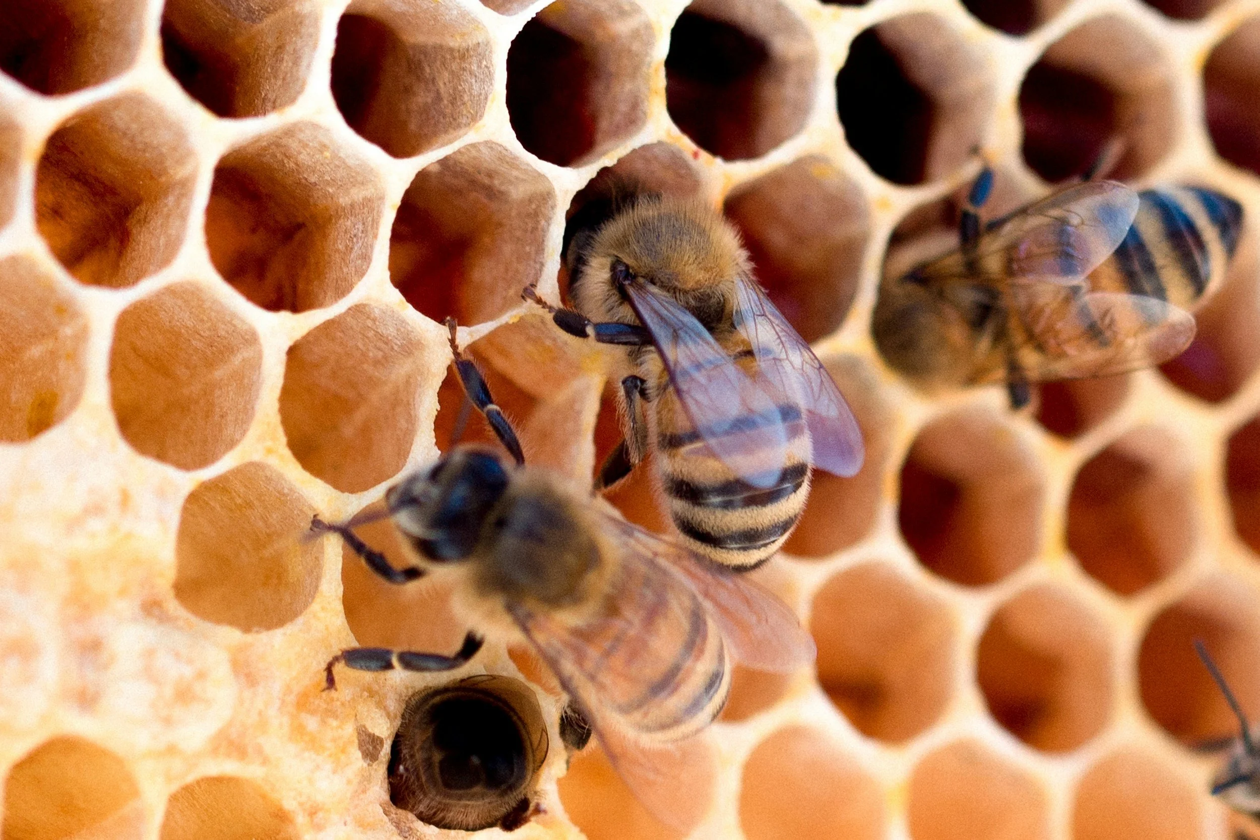 Close-up of honeybees on honeycomb with hexagonal cells.