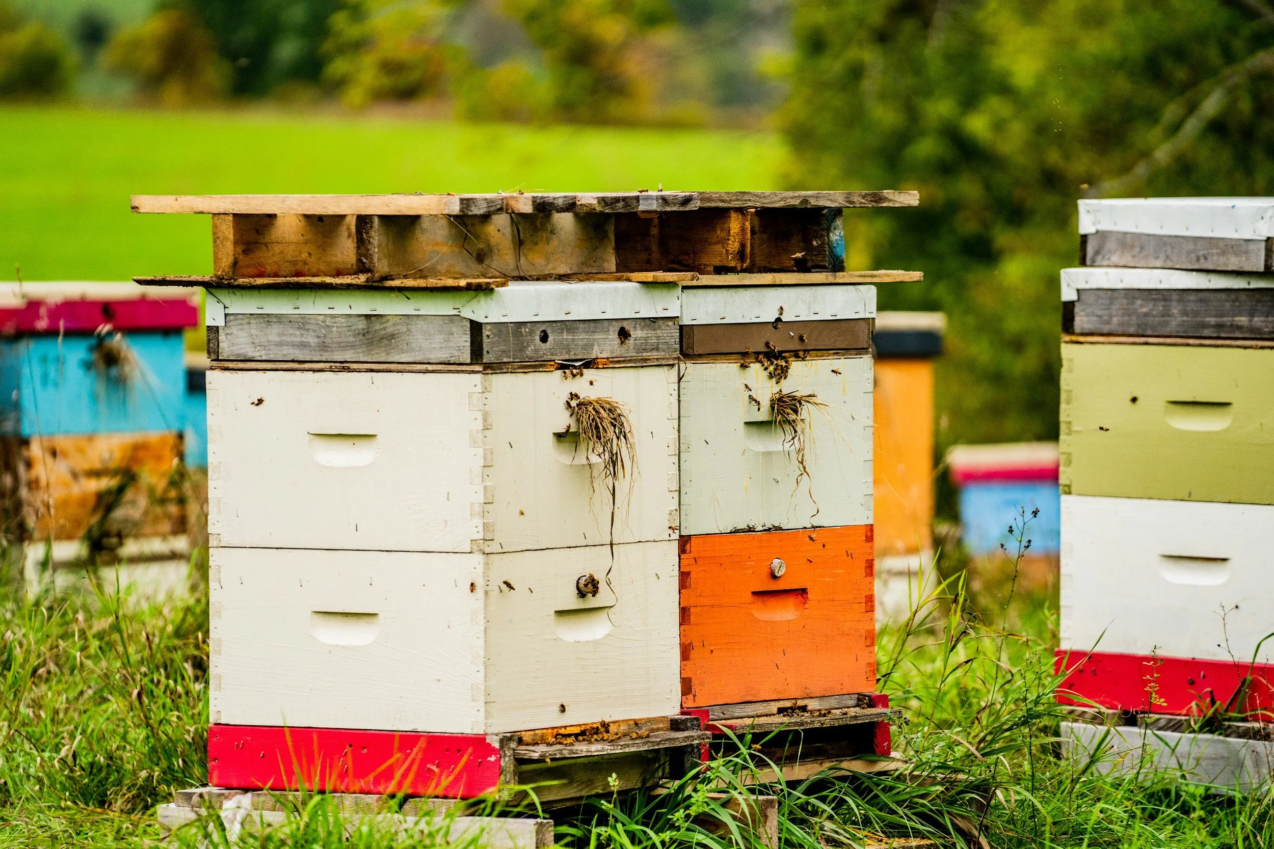 Multiple colorful beehives in a grassy field with trees in the background.