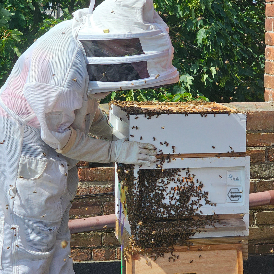Free Beekeeping in Norfolk and Suffolk, How to Get Started