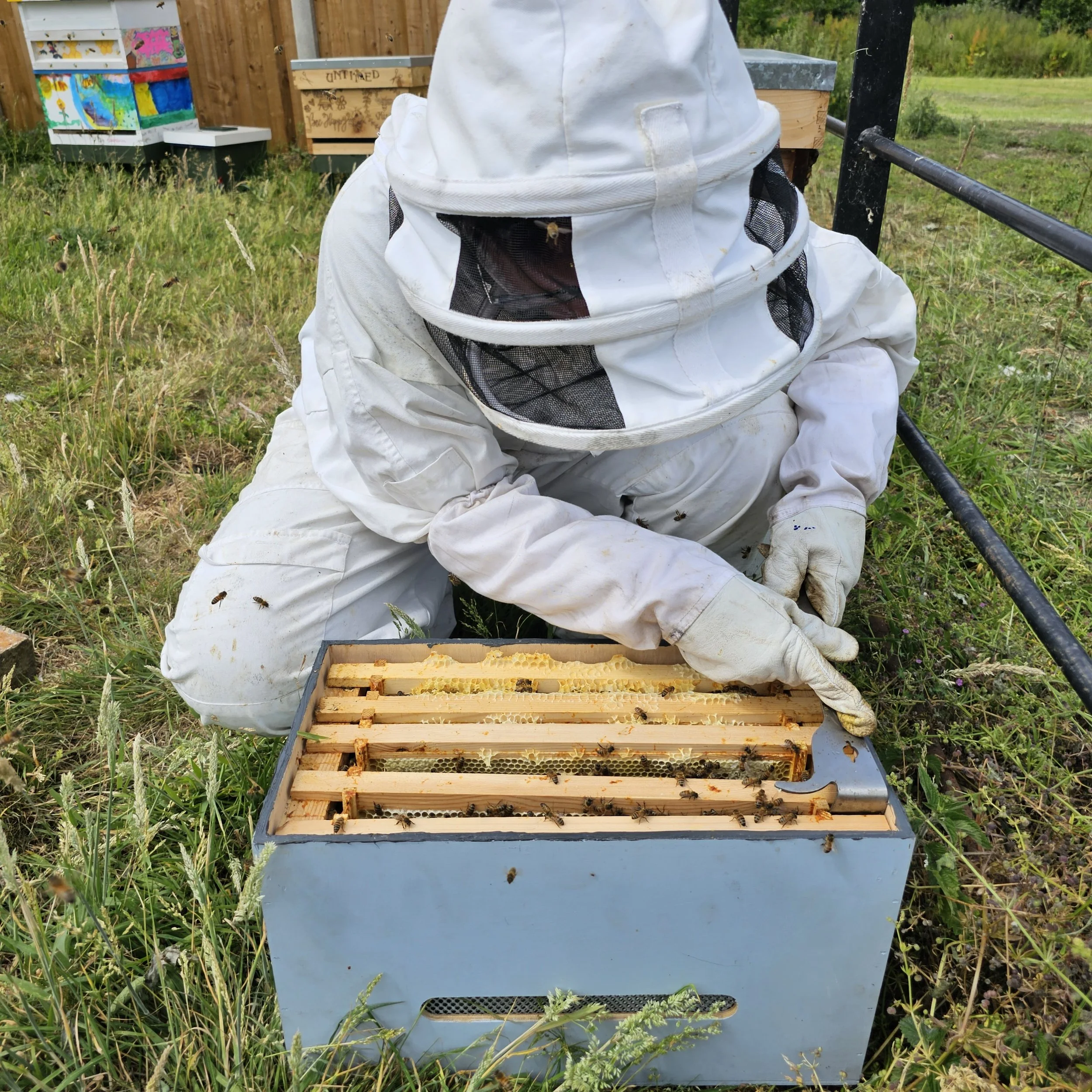 What Does a Community Apiary Actually Do?