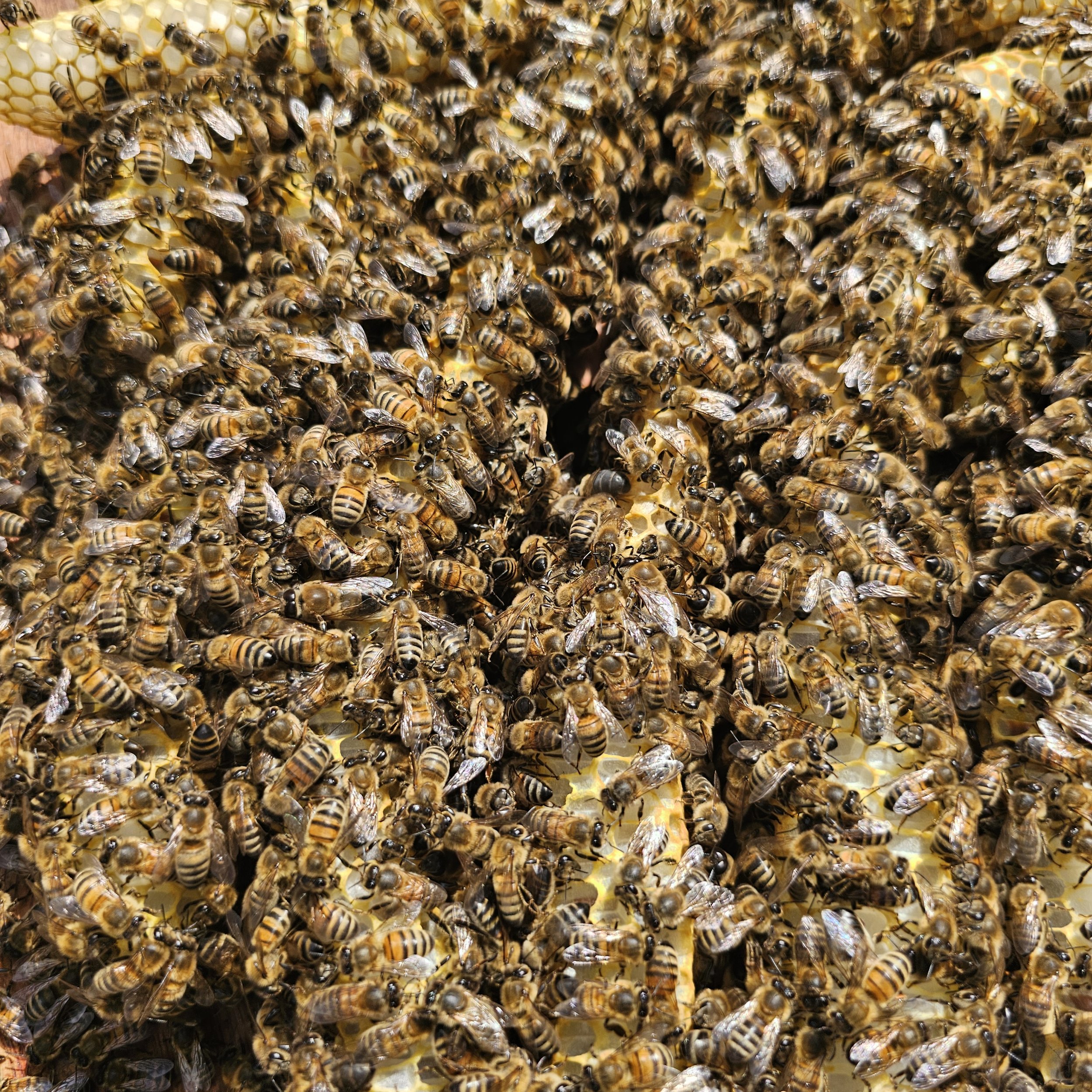 How Businesses Can Support Local Biodiversity