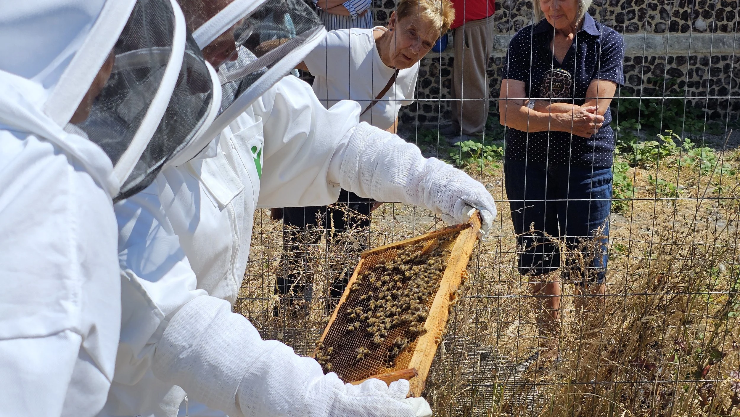 A person dressed in a white beekeeper suit inspecting a honeycomb frame covered with bees, while three women observe behind a wire fence, in an outdoor setting near a stone wall.