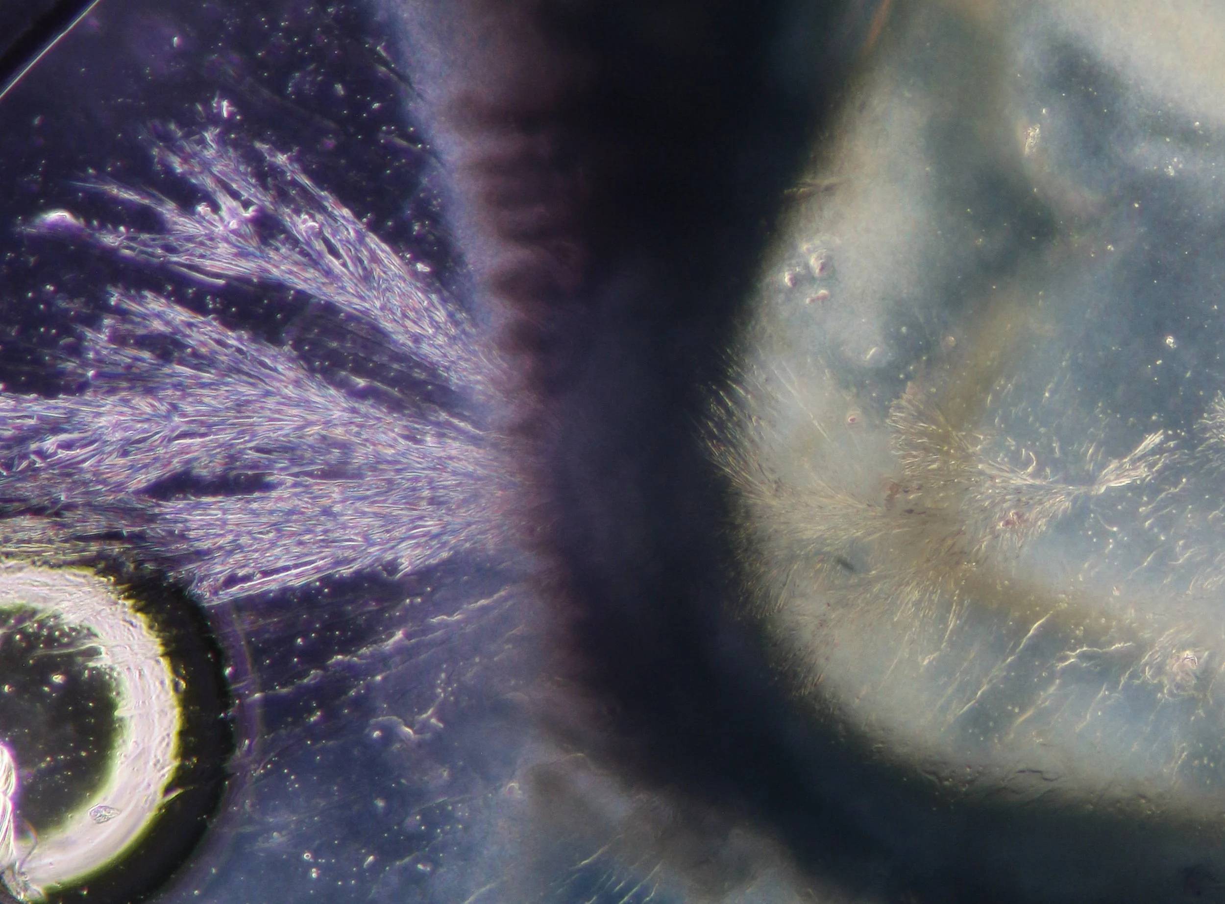Microscopy at ASCUS Lab, Summerhall. Reaction between red cabbage ink and lye. 