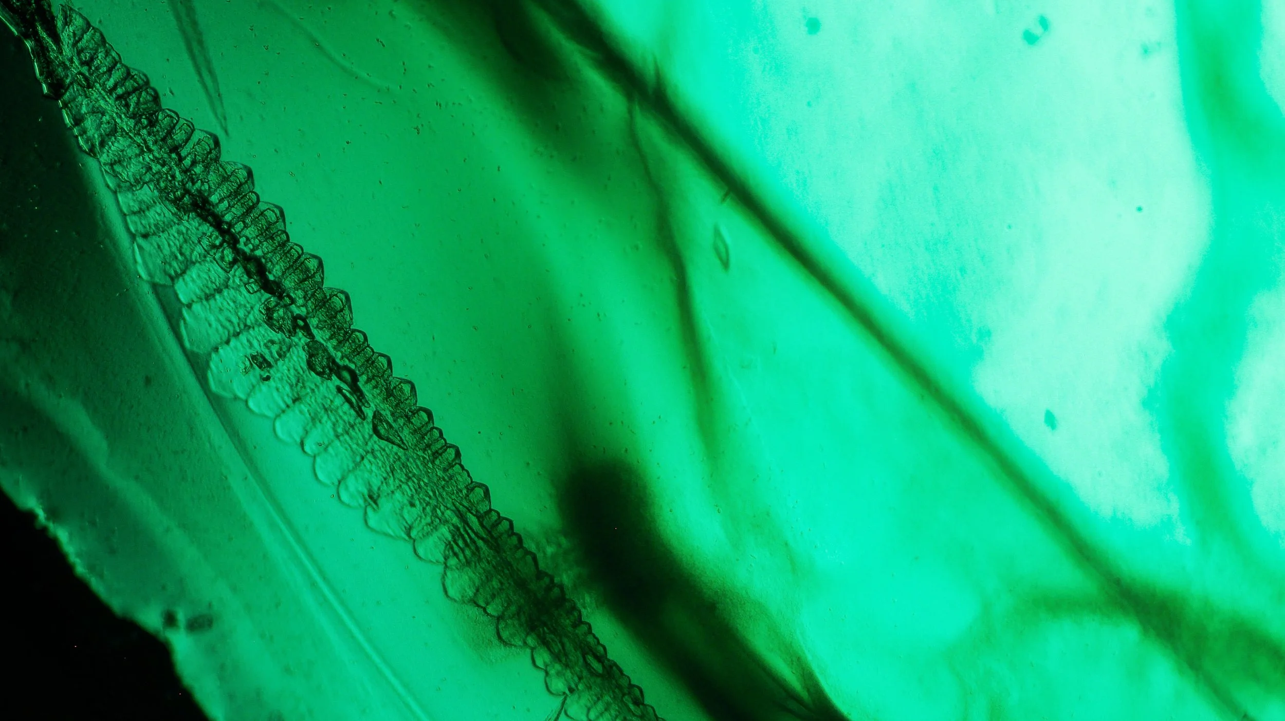 Microscopy at ASCUS Lab, Summerhall. 