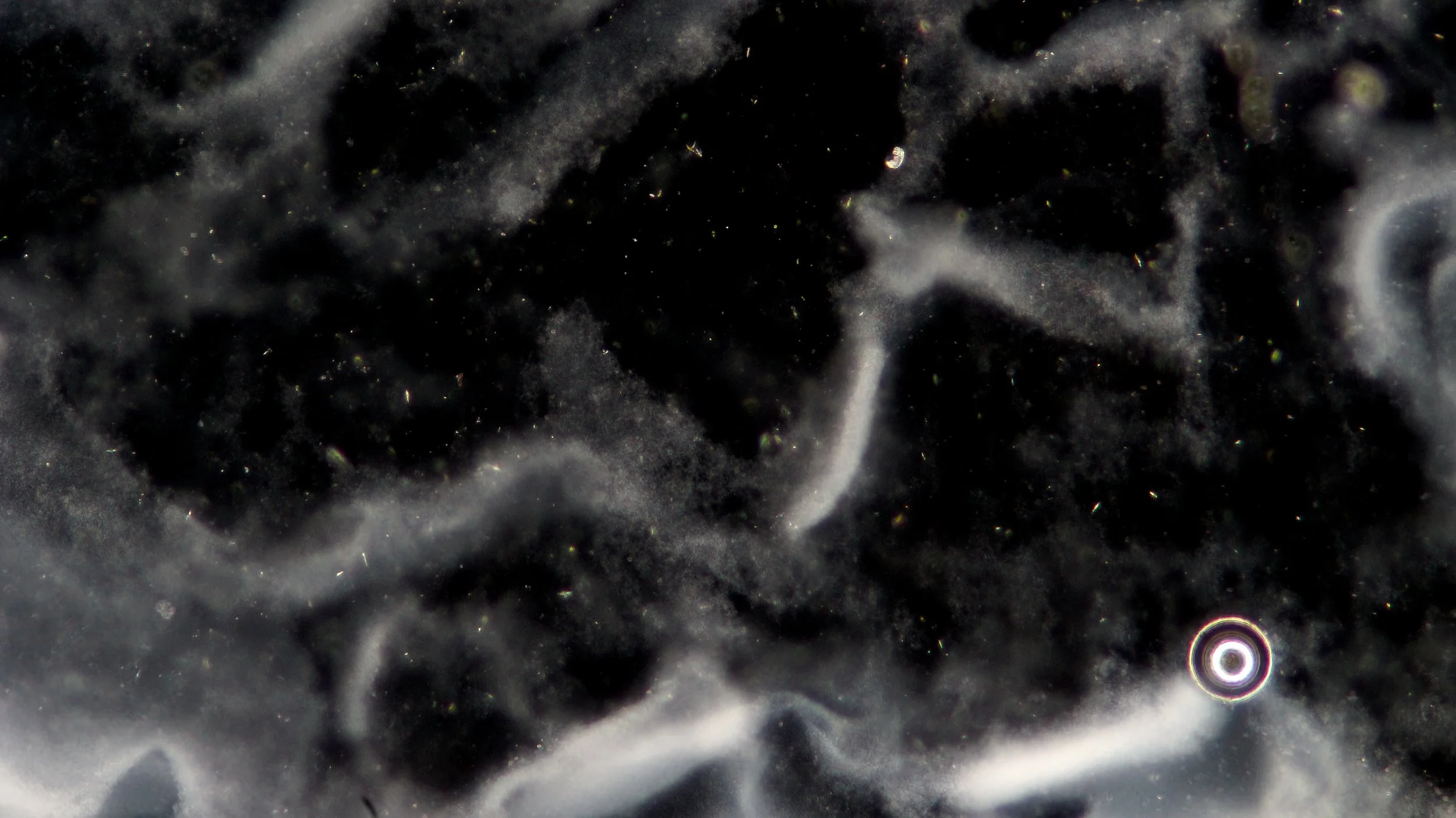 Microscopy at ASCUS Lab, Summerhall. 
