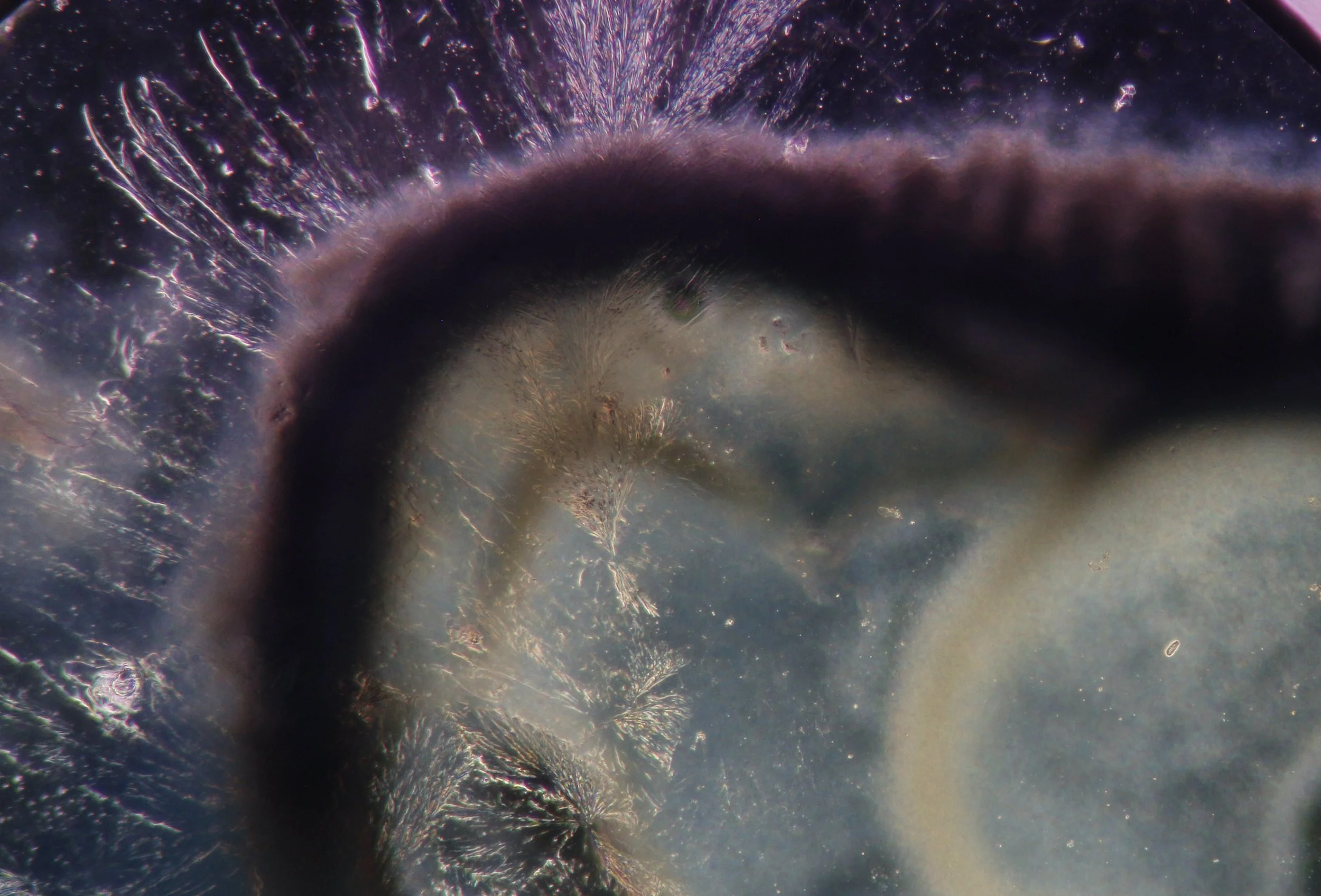 Microscopy at ASCUS Lab, Summerhall. Reaction between red cabbage ink and lye. 