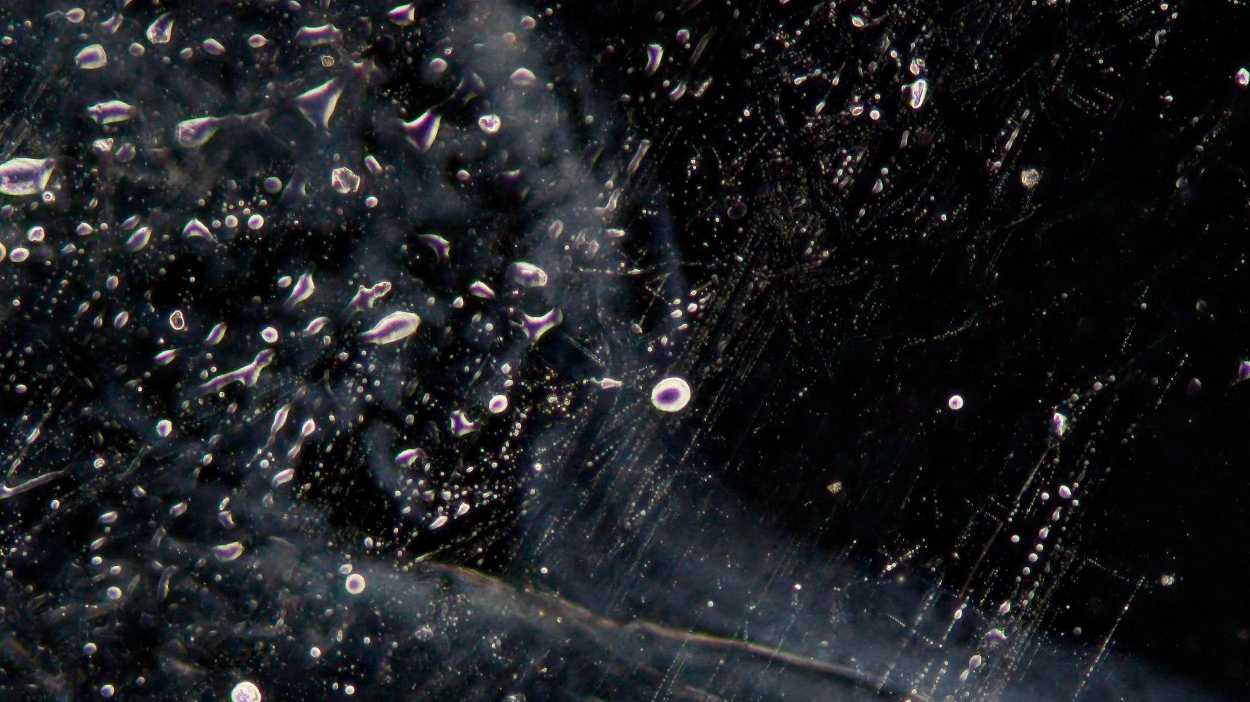 Microscopy at ASCUS Lab, Summerhall. 