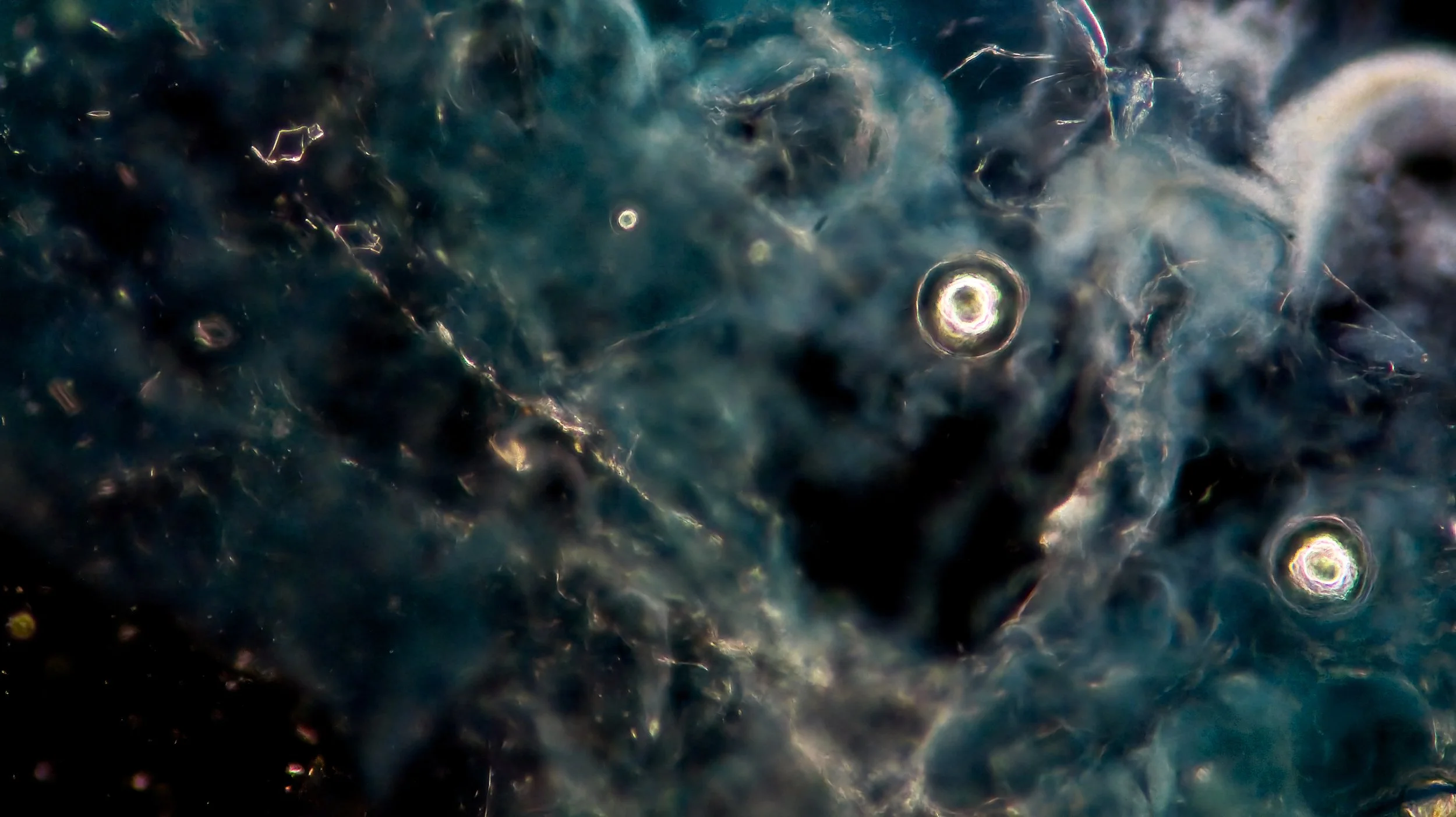 Microscopy at ASCUS Lab, Summerhall. 