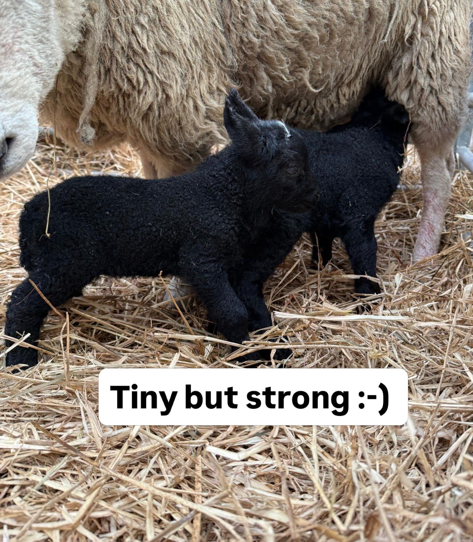 New life arriving at Windswept Farm, this pair kept us busy at 3am. The first born breach ( bottom first) then the second tiny lamb just plopped out and wasn&rsquo;t breathing. Bit of work needed to get them going, great mum who bonded well. This mor
