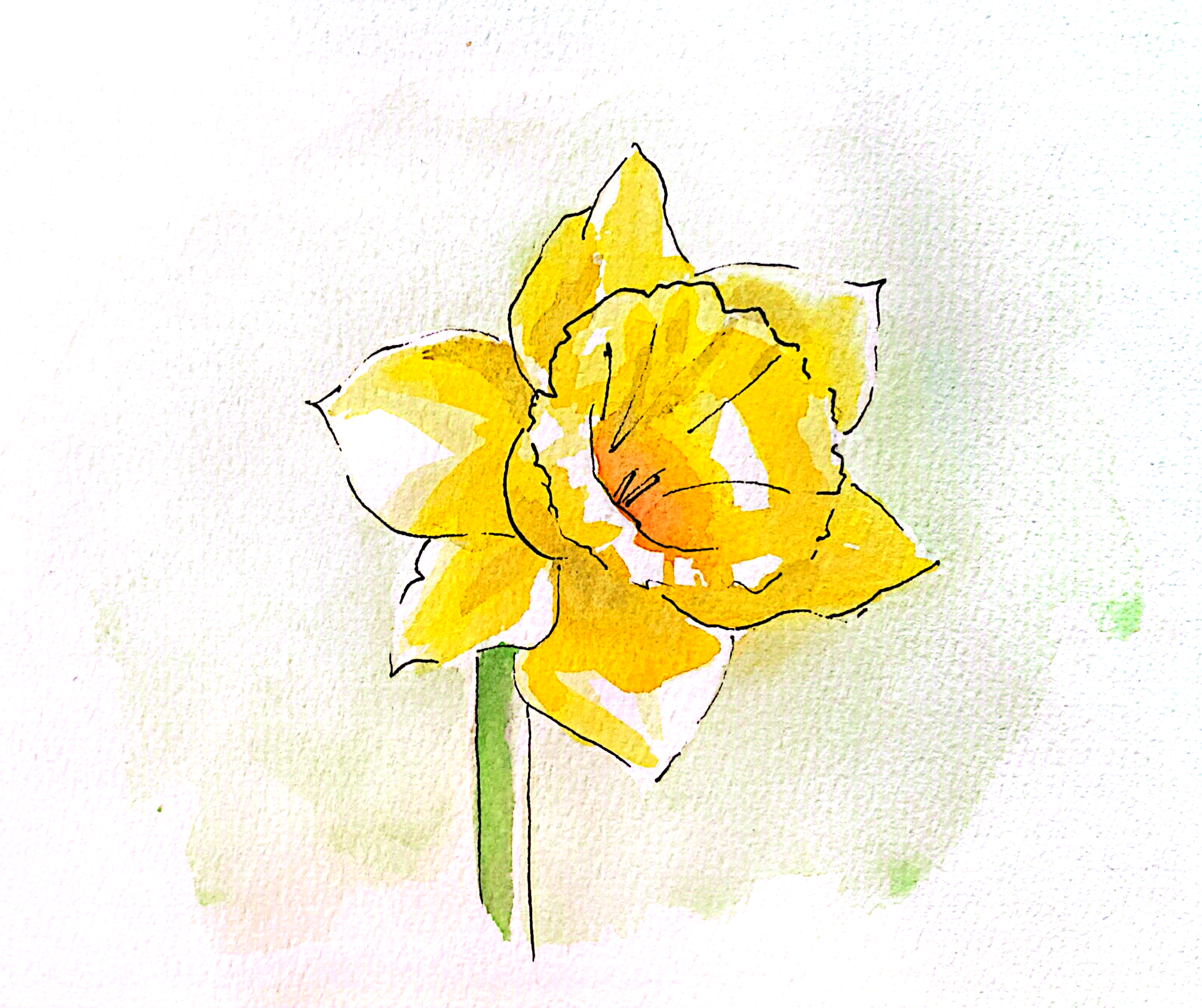 Daffodil artwork.png