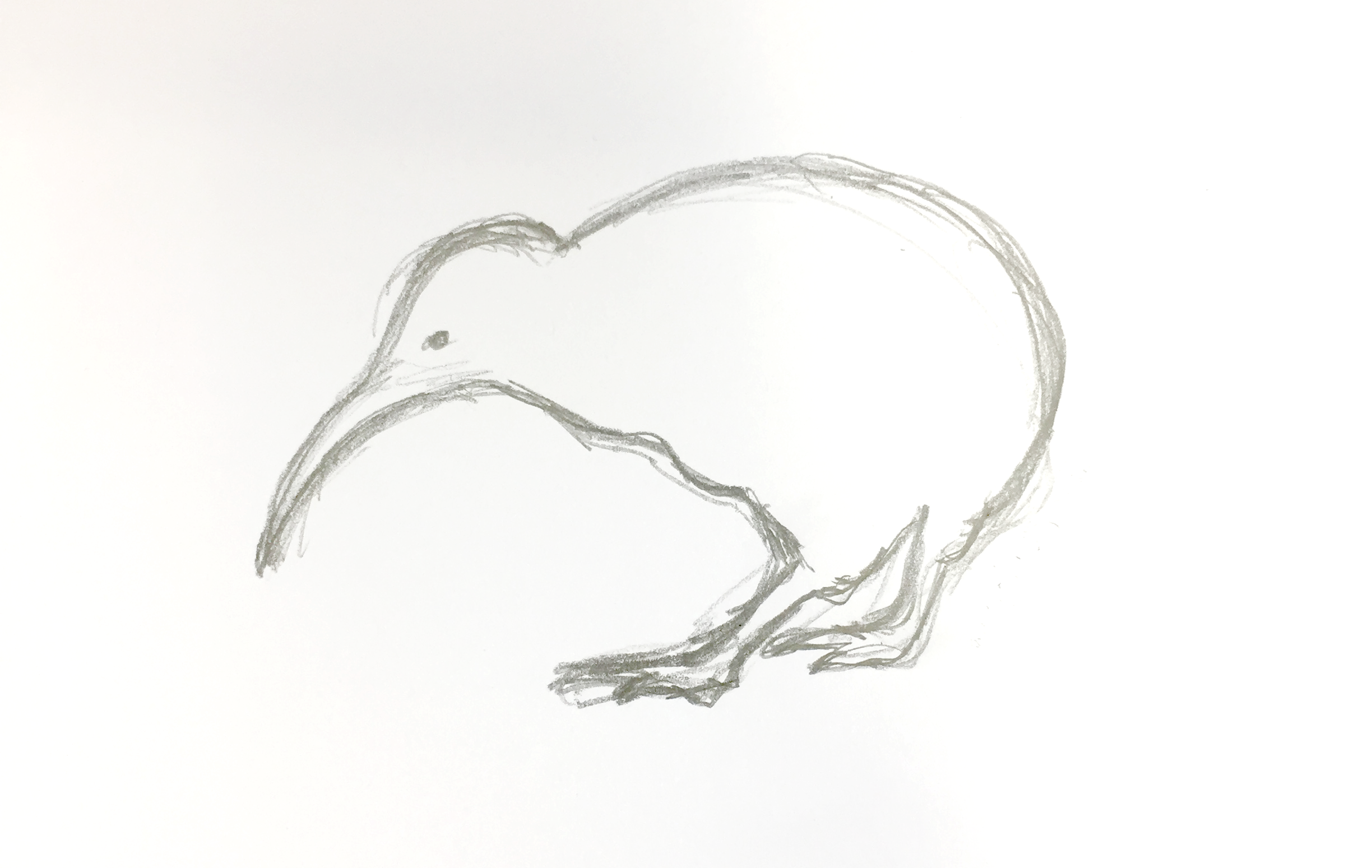 kiwi sketch.png