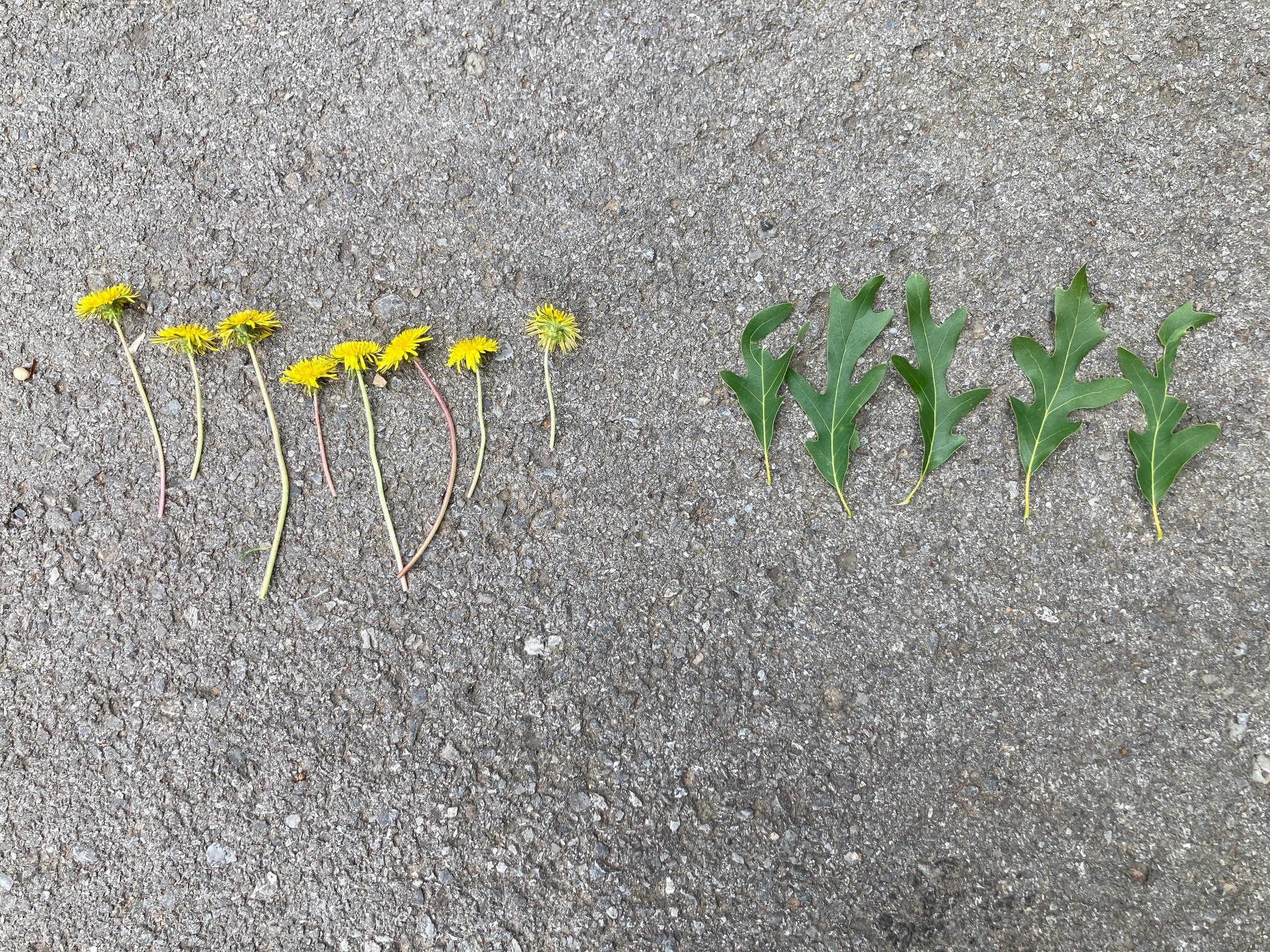 Math in nature