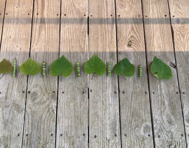 “Why Patterns Matter: Building Strong Foundations for Preschool Learning”