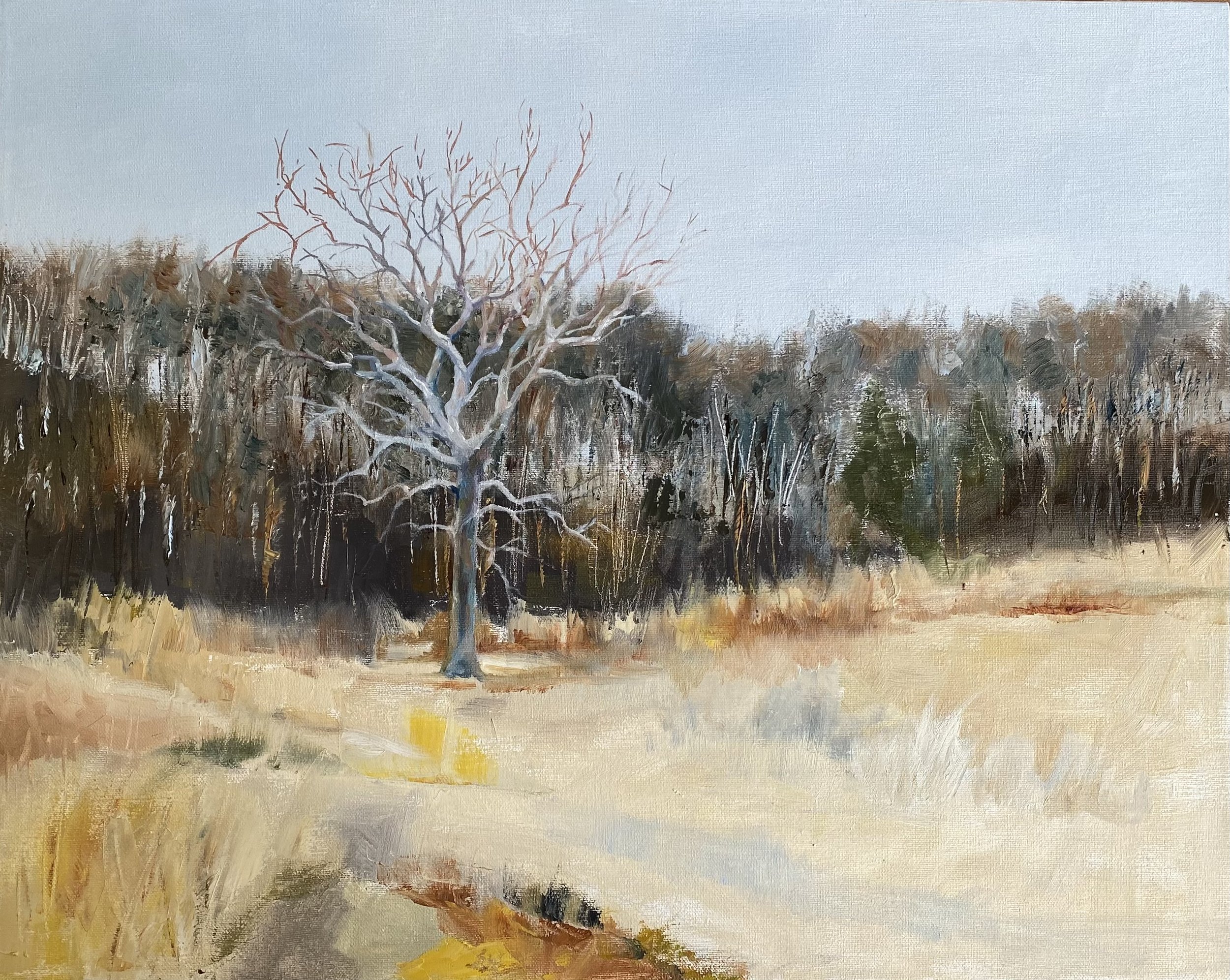 "Grandmother Sycamore"
16x20 Oil on canvas 2025
$575.00 framed
SOLD/ Prints Available