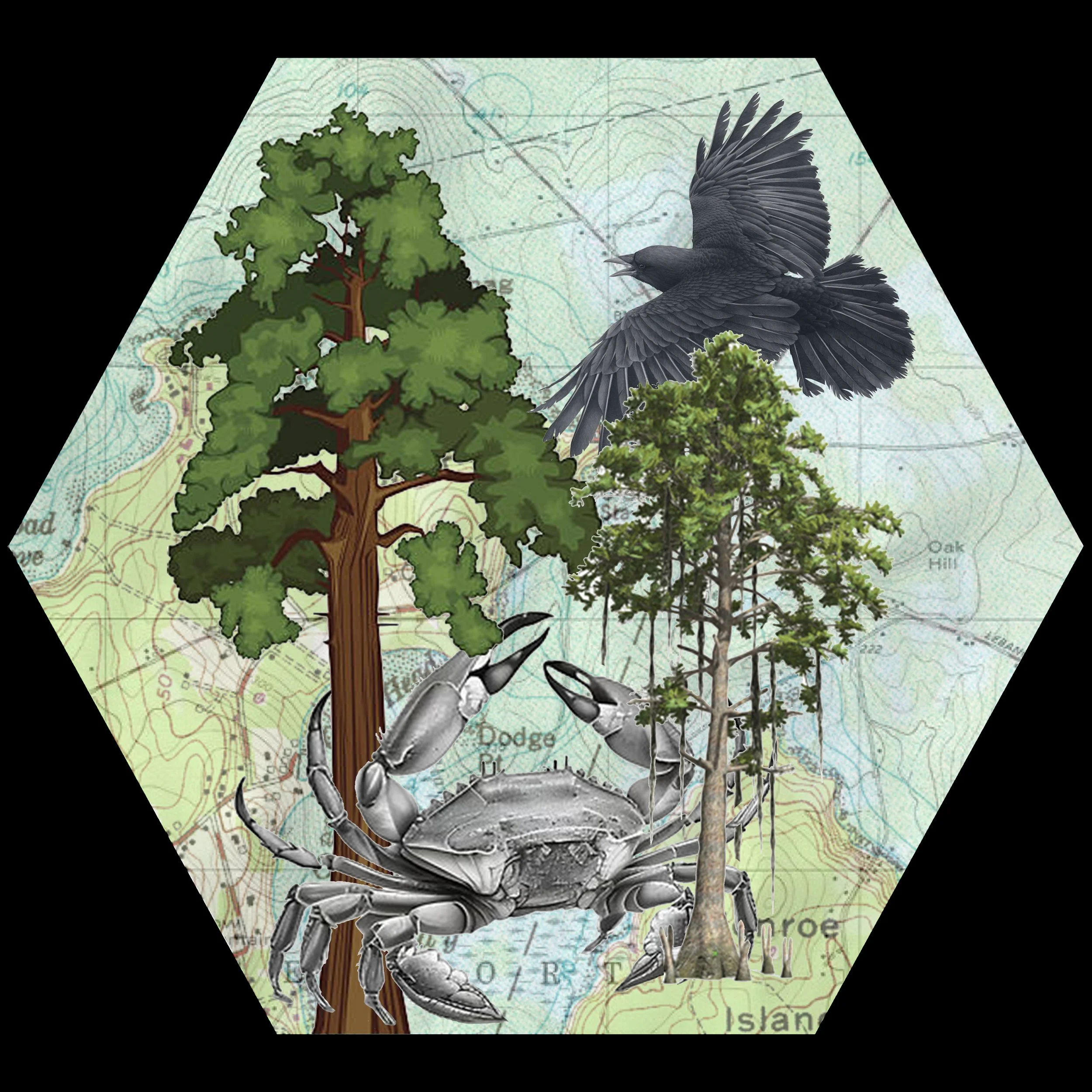 "Winterport to Owls Head"
Digital
13"x13"
2024