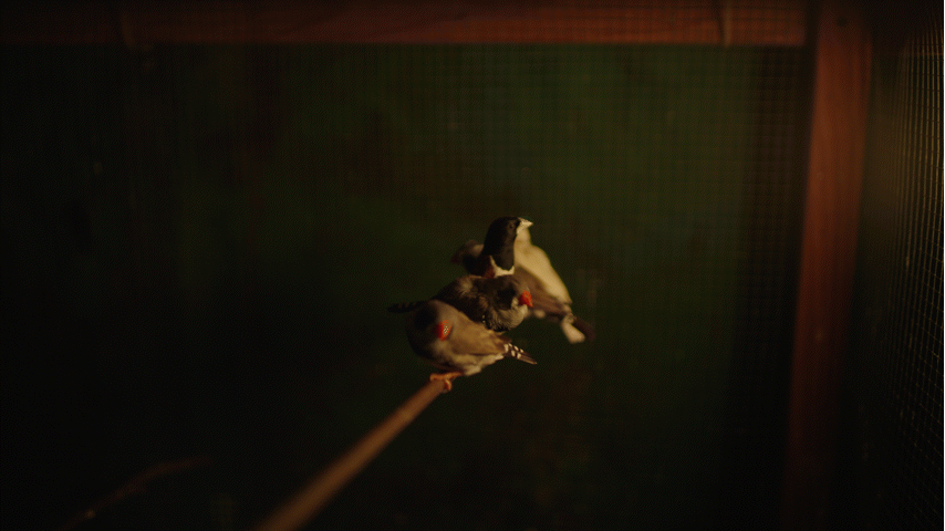 Alberto Charles Saldivar (WIP)