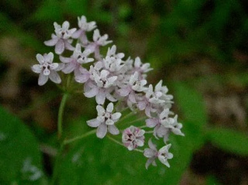 Close-up of a cluster of small, light pink flowers with green leaves in the background.