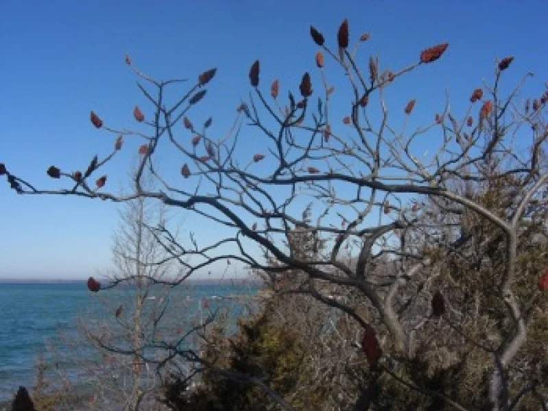 Bare tree with some remaining leaves near a body of water and a clear blue sky.
