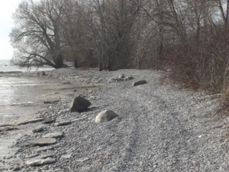 A pebble-covered beach with bare trees along the shoreline and a calm body of water in the background.