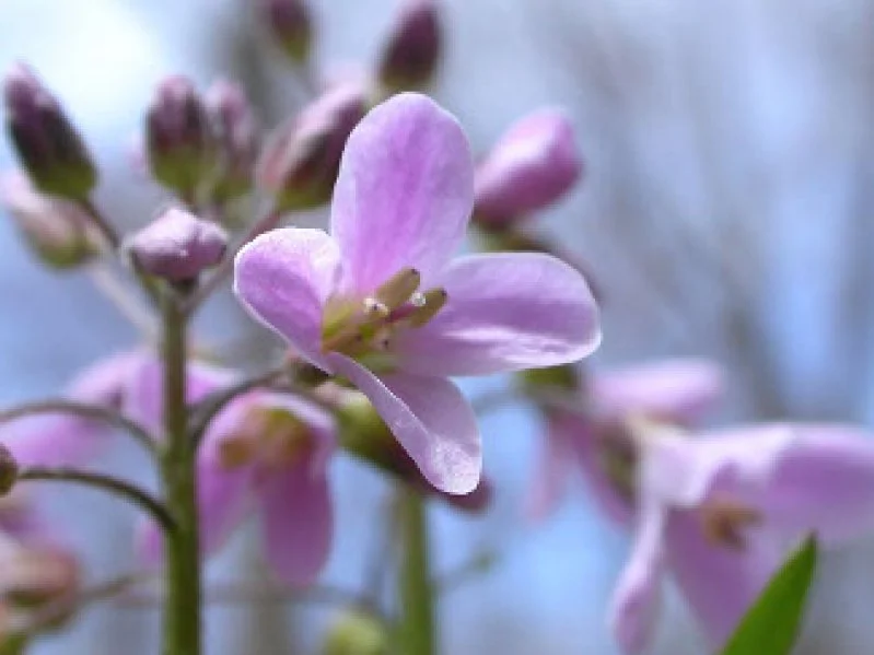 Close-up of a small, pinkish-purple flower with several buds in the background.