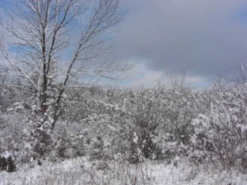 Snow-covered trees and bushes in a winter landscape under a partly cloudy sky.
