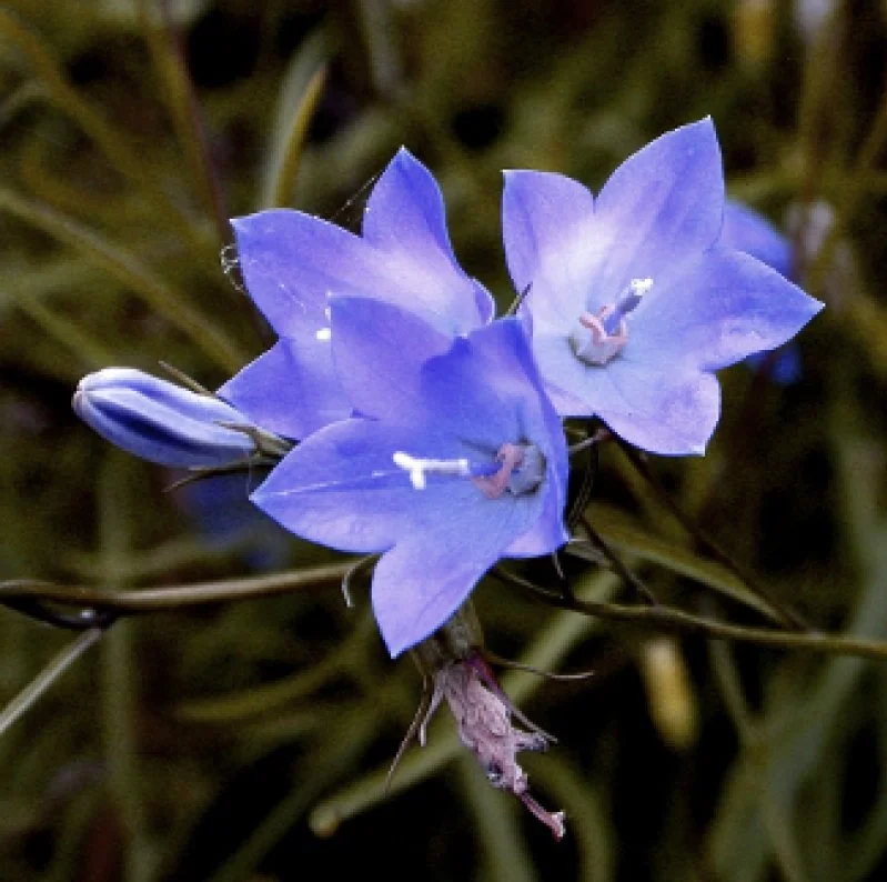 Close-up of a blue star-shaped flower with pointed petals and visible anthers, surrounded by green foliage.