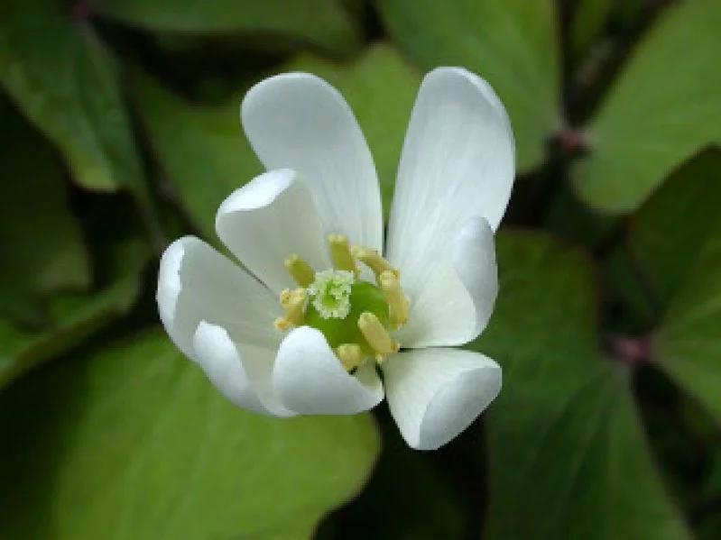 Close-up of a white flower with multiple petals, yellow stamens, and green leaves in the background.
