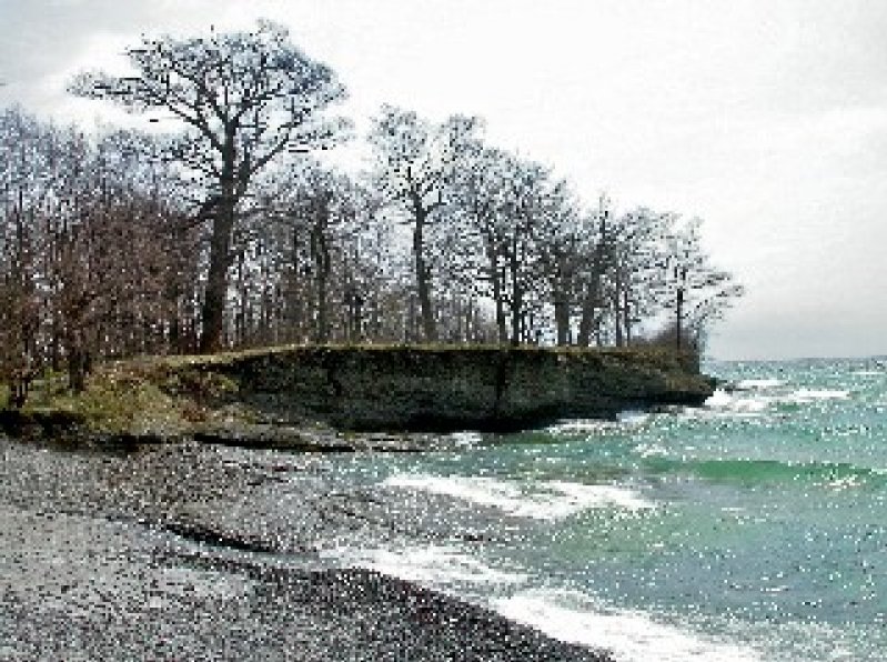 A rocky shoreline with a cliffside covered in leafless trees, overlooking a blue-green ocean with gentle waves.
