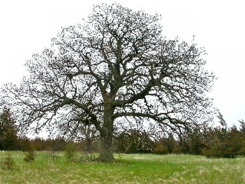 A large, leafless tree standing alone in a grassy field on an overcast day.