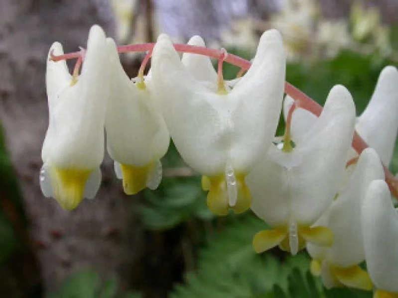 Close-up of a cluster of white flowers with yellow centers hanging from a pinkish stem, with green foliage in the background.