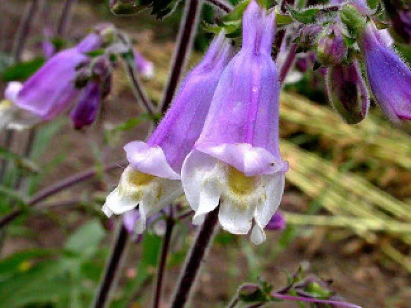 Close-up of purple and white bell-shaped flowers blooming on a plant.