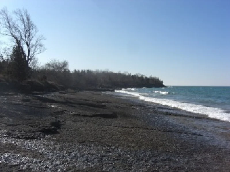 A rocky beach with a few trees, ocean waves, and a clear blue sky.