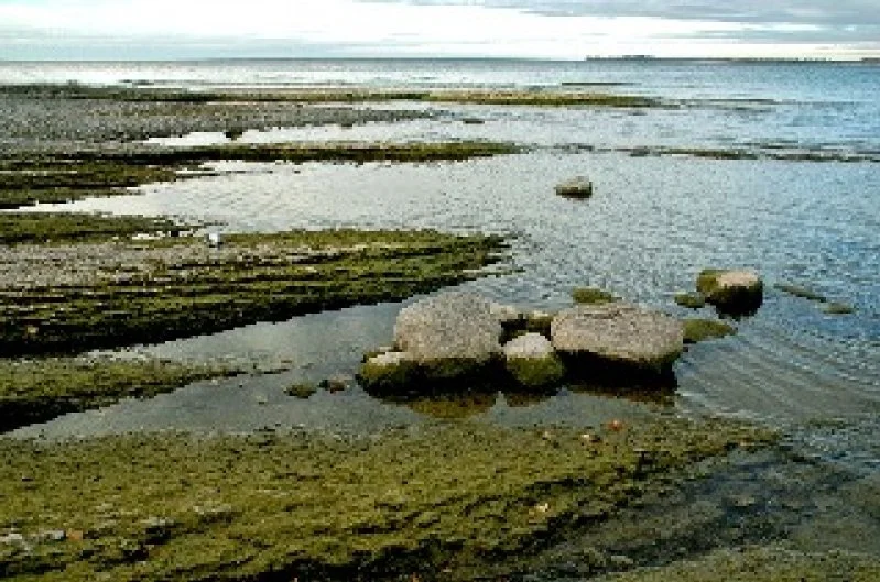 A shoreline with rocks and algae-covered tidal pools, with the ocean in the background under an overcast sky.