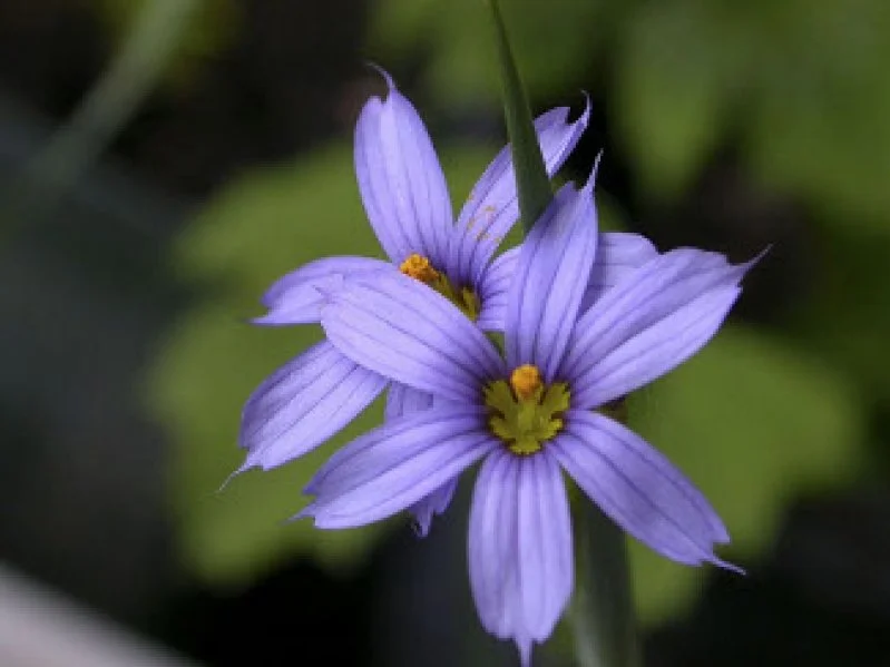 Close-up of a purple flower with yellow center and petals with purple streaks, set against a blurred green background.
