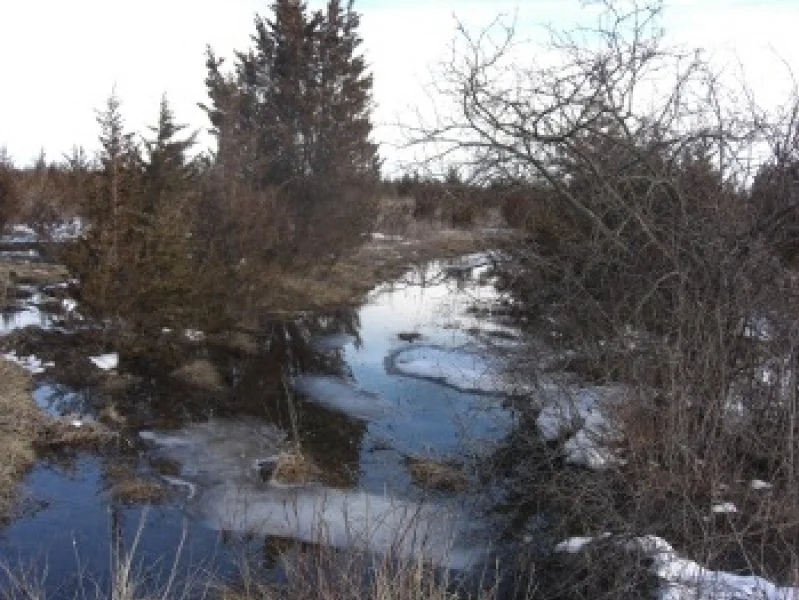 A small, partially frozen creek flowing through a winter landscape with leafless trees and bushes on both sides, and evergreen trees in the background.