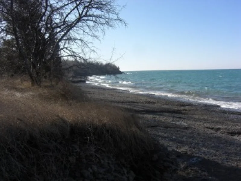 A beach with dark sand, waves crashing along the shoreline, and leafless trees on the left side under a clear blue sky.