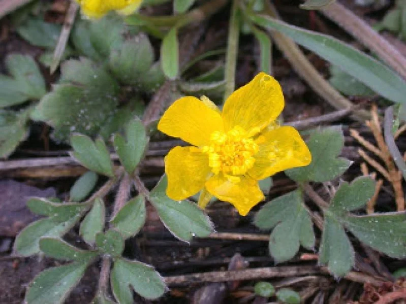 A yellow flower with five petals and a central cluster of smaller yellow florets, surrounded by green leaves with rounded lobes.