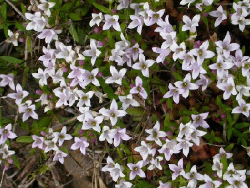 Close-up of small, white and light purple flowers with green leaves and brown soil