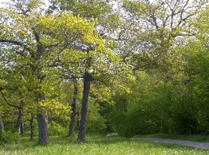 A lush green park with tall trees and a dirt pathway, sunlight filtering through the leaves.