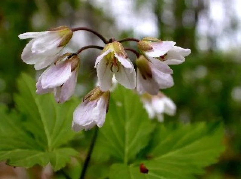 Broad Leaved Toothwort