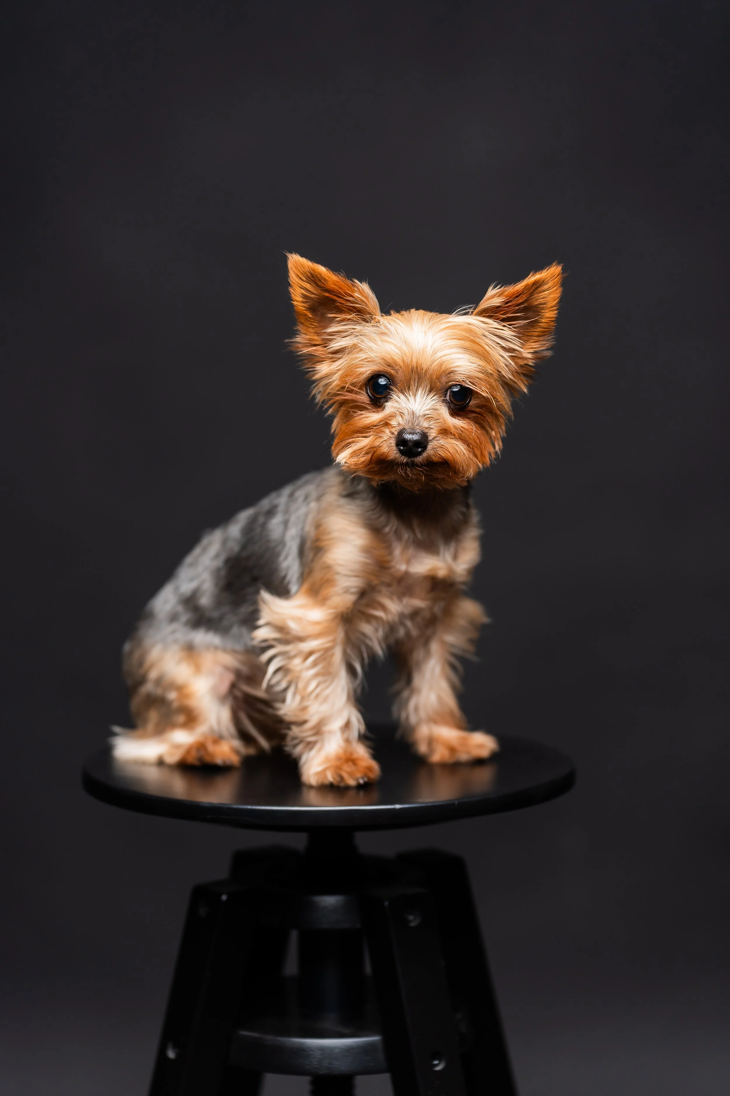 Ein Yorkshire Terrier sitzt auf einem schwarzen Hocker vor einem dunklen Hintergrund.