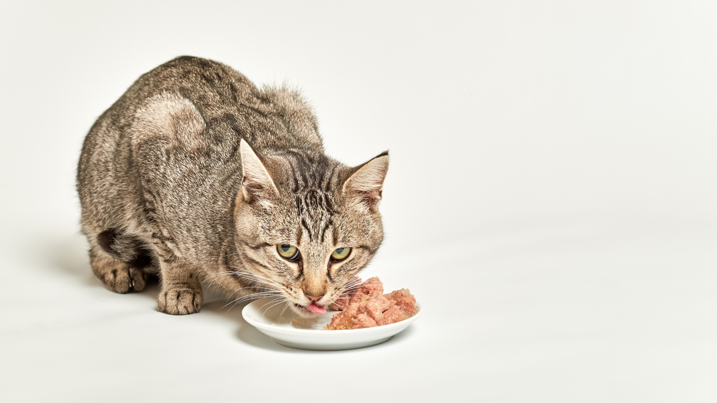 ¿Puede la alimentación influir en la longevidad de tu gato?