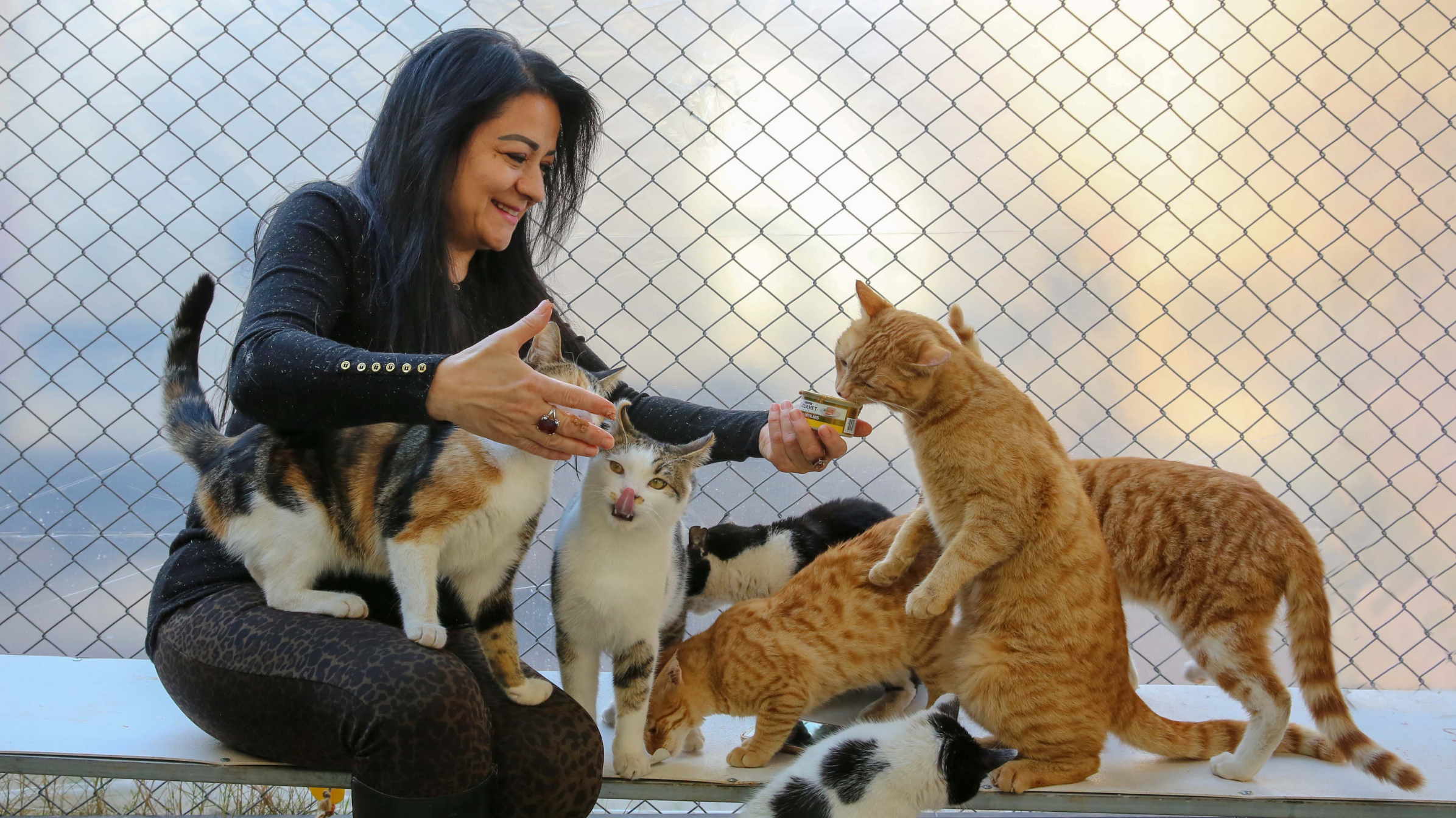 ¿Cómo alimentar a un gato callejero con responsabilidad?