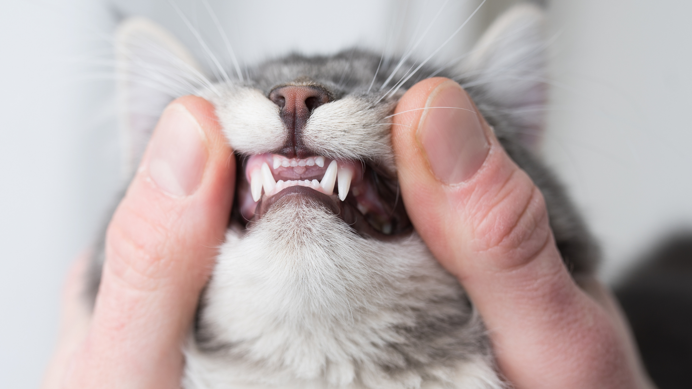 Dientes sanos, gato feliz: la relación entre la alimentación y la salud dental felina