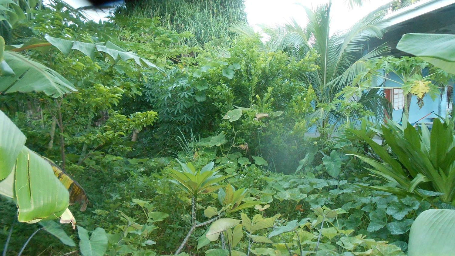 Majuro_Coop+Food+Forest.jpg