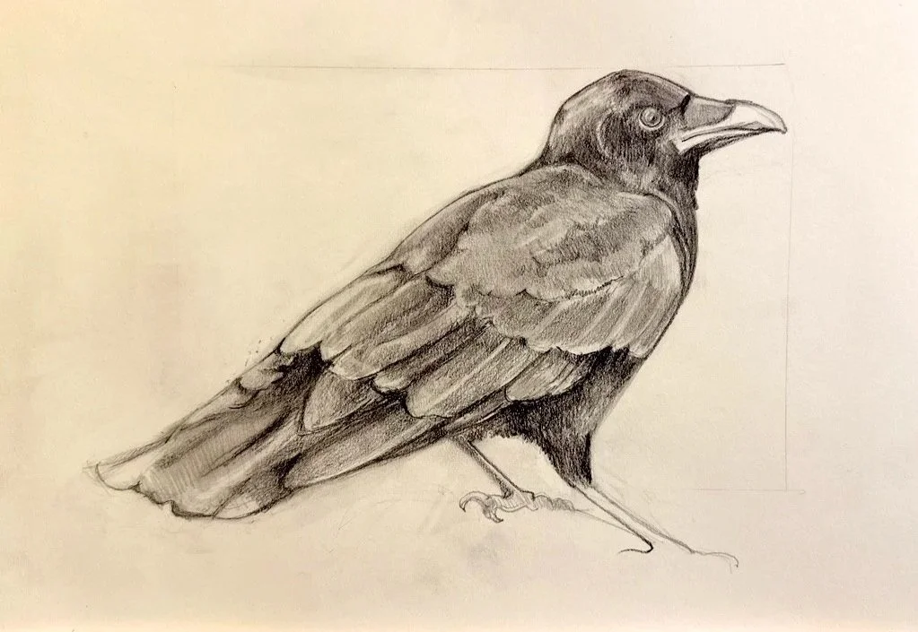 Crow grid 5x7" pencil